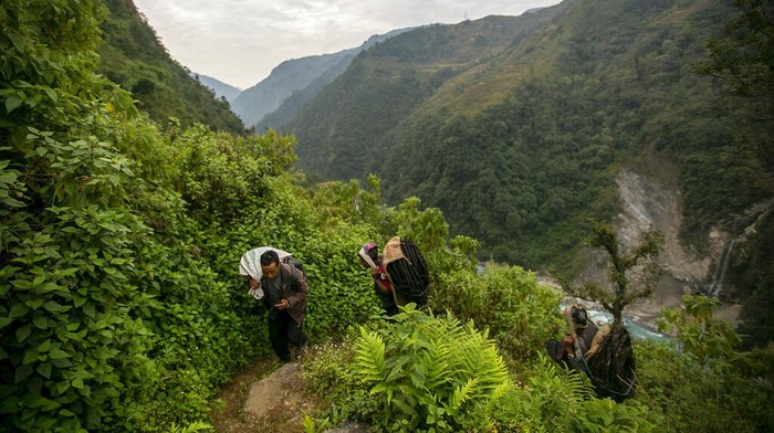 Sekelompok pria mempertaruhkan hidup mereka untuk memanen madu liar yang banyak dicari dari sarang di tebing pegunungan di Nepal. Berburu madu adalah bagian dari tradisi. (AP Photo/Niranjan Shrestha)