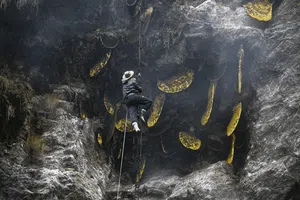 Eksotis, Para Pemburu Ini Masih Memanen Madu di Tebing Terjal