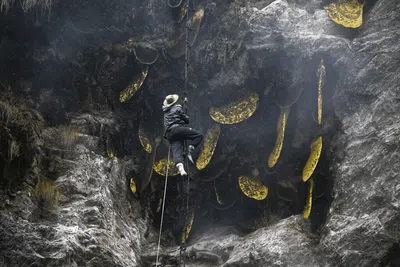 Eksotis, Para Pemburu Ini Masih Memanen Madu di Tebing Terjal