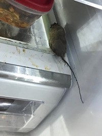 Foto Menyesatkan