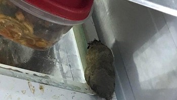 Seperti tikus ya. Foto: Reddit