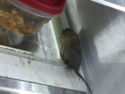 Awas Foto Ini Menyesatkan Mata Bila Dilihat Sekilas