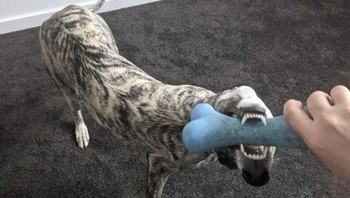 Kepala anjing ini seolah hanya mulut saja. Foto: Reddit