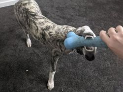 Awas Foto Ini Menyesatkan Mata Bila Dilihat Sekilas