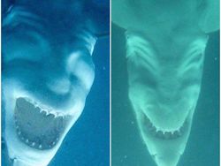 Awas Foto Ini Menyesatkan Mata Bila Dilihat Sekilas