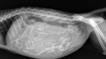 Anak-anak kucing yang masih di dalam perut sang induk. (Foto: Brightside)