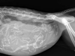 Ngilu! Begini Potret Hasil Sinar X Ray di Dalam Tubuh