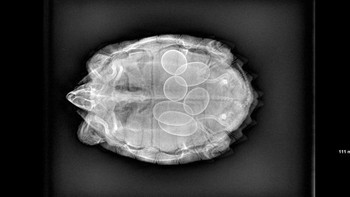 Penampakan dalam tubuh penyu saat hamil. (Foto: Brightside)