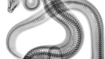 Tubuh tikus yang masih utuh di dalam perut ular. (Foto: Brightside)