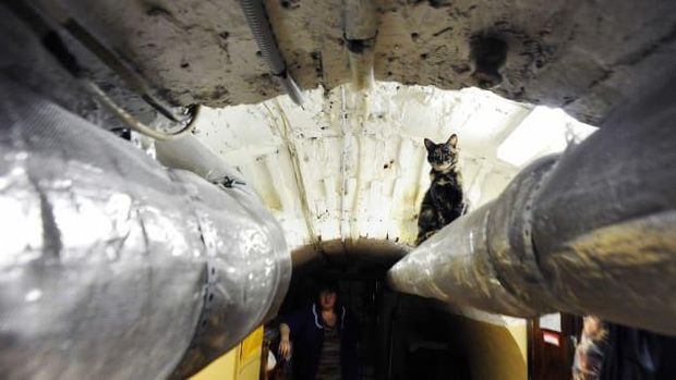 Istana Kucing di Ruang Bawah Tanah Museum Hermitage