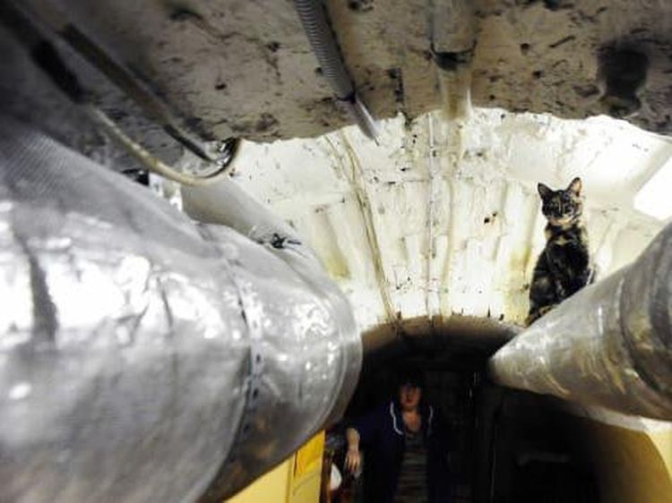 Potret Kucing Penghuni Ruang Bawah Tanah Museum Hermitage