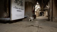 Tugas mereja adalah satu, menangkap tikus. Kucing tertua yang hidup di ruang bawah tanah Museum Hermitage berusia 22 tahun(CNN)