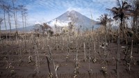 Lahan pertanian tomat tertimbun material guguran awan panas Gunung Semeru di Curah Koboan, Pronojiwo, Jawa Timur, Rabu (8/12/2021). Lahan pertanian di kawasan tersebut rusak dan gagal panen akibat letusan Gunung Semeru. (ANTARA FOTO/Umarul Faruq)