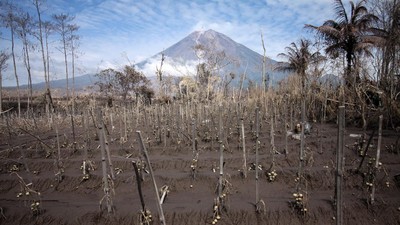 Dampak Abu Vulkanik Semeru, Ratusan Hektare Lahan Pertanian Gagal Panen