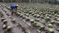 Seorang petani melihat tanaman kubis yang rusak akibat terkena material vulkanik letusan Gunung Semeru di Desa Supiturang, Pronojiwo, Jawa Timur, Selasa (7/12). (ANTARA FOTO/ARI BOWO SUCIPTO)