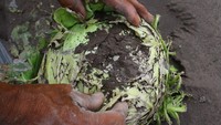 Kamar Dagang dan Industri (Kadin) Indonesia setempat mencatat sekitar 200 hektare lahan pertanian di kawasan tersebut rusak dan dipastikan gagal panen akibat letusan Gunung Semeru. (ANTARA FOTO/ARI BOWO SUCIPTO)