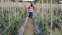 Seorang petani menyemprotkan cairan fungisida untuk mempertahankan tanaman cabe miliknya yang terkena material vulkanik letusan Gunung Semeru di Desa Supiturang, Pronojiwo, Jawa Timur. (ANTARA FOTO/ARI BOWO SUCIPTO)