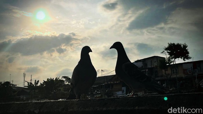 Menikmati Panorama Kampung Pulo Jatinegara di Ujung Senja Panorama senja sore terlihat indah di pemukiman Kampung Pulo, Jatinegara, Jakarta Timur, Rabu (08/12/2012).