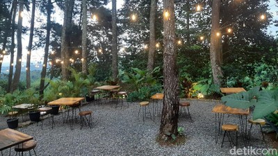 Foto: Asri Banget, Kafe di Bogor Ini Dikelilingi Pepohonan Pinus