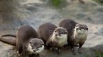 Fakta Tentang Otter, Hewan Gemoy Mirip Berang-berang