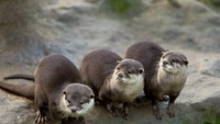 Ternyata otter hewan yang sangat suka memperhatikan dirinya. Rambutnya yang tebal membuat dia butuh waktu berjam-jam untuk mengeringkan rambutnya saat keluar dari air.