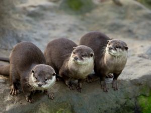 5 Fakta Unik Otter, Hewan Gemoy yang Hobi Bermain