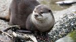 Fakta Tentang Otter, Hewan Gemoy Mirip Berang-berang