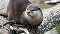Keberadaan otter menandakan lingkungan tersebut sehat, karena otter tidak bisa hidup di air yang tercemar. 