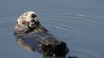 Fakta Tentang Otter, Hewan Gemoy Mirip Berang-berang