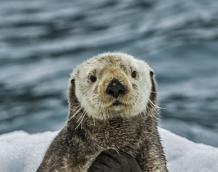 Otter Otter