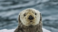 Otter adalah perenang yang handal. Di kakinya terdapat selaput serta dia memiliki ekor yang kuat yang berfungsi sebagai kemudi.