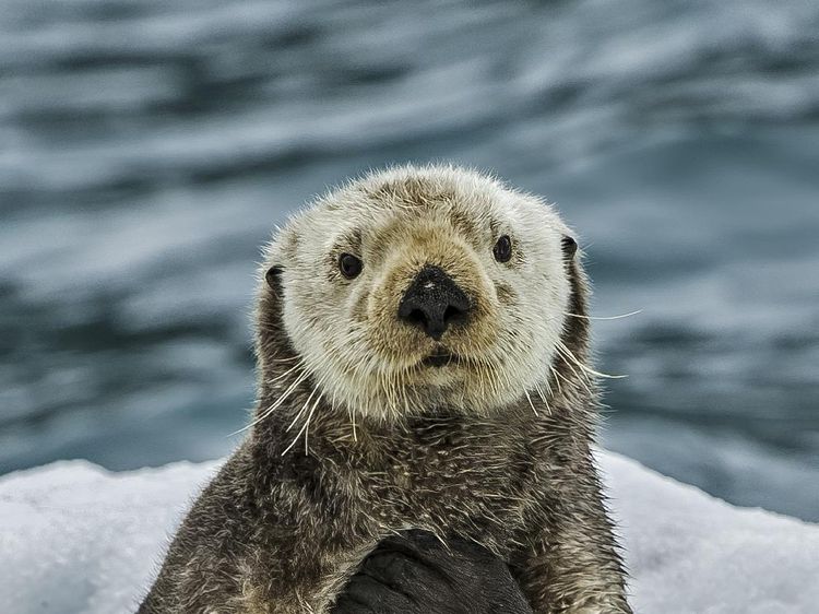 Fakta Tentang Otter, Hewan Gemoy Mirip Berang-berang