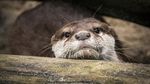 Fakta Tentang Otter, Hewan Gemoy Mirip Berang-berang