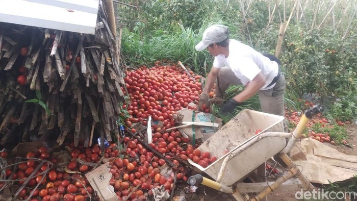 Petani Cianjur buang tomat hasil panen akibat harga yang anjlok.