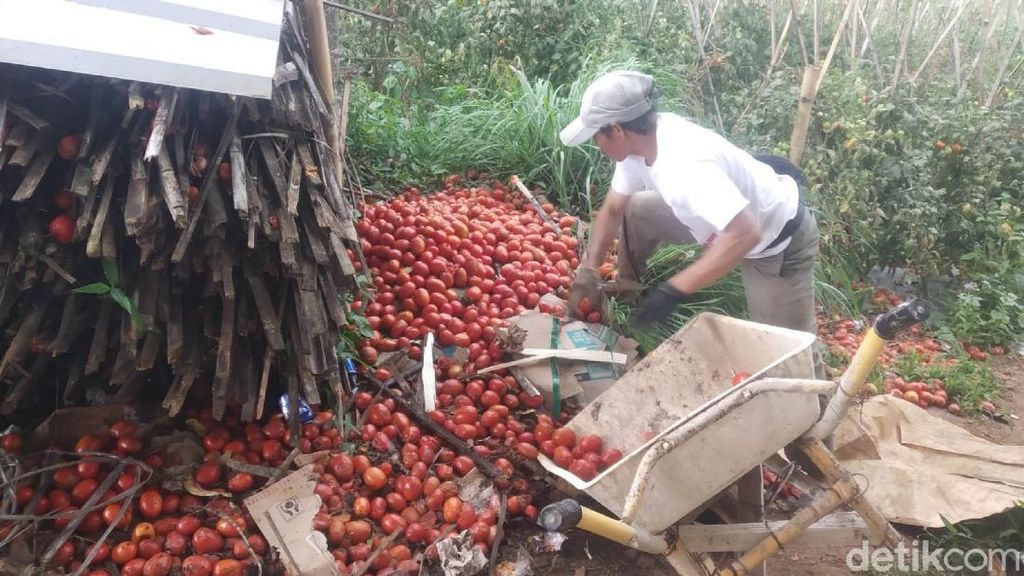 Viral Petani Buang Tomat Gegara Dihargai Rp 600/Kg, Kementan Terjunkan Tim