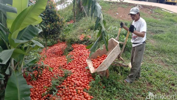 Petani Cianjur buang tomat hasil panen akibat harga yang anjlok.