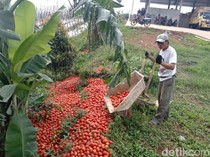 Harga Tomat Anjlok, Pemerintah Minta Pemda Gelar Aksi Bela Beli