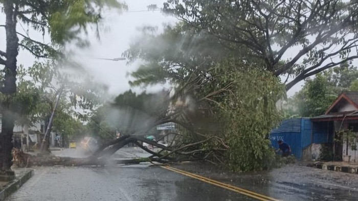 Pohon Tumbang di Ciamis