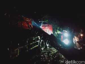 Angin Kencang Tumbangkan 5 Pohon di Jombang, 2 Mobil Tertimpa