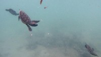 Pulau Sabira kini tampak lebih bersih dan asri, kata Ali, Ketua RW 03 Pulau Sabira. Semangat menjaga pulau untuk bersih dari sampah akan terus digelorakan demi kelangsungan masa depan generasi penerus maupun makhluk-makhluk hidup lainnya di ekosistem Pulau Sabira.