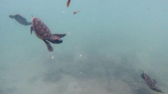Seperti daerah-daerah lainnya di Indonesia, sampah juga menjadi permasalahan yang dihadapi masyarakat di Pulau Sabira, Kepulauan Seribu, Provinsi DKI Jakarta.