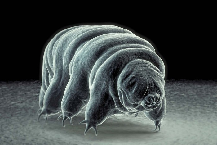 Tardigrade, hewan yang bisa mati suri selama puluhan tahun.