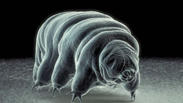 Tardigrade, hewan yang bisa mati suri selama puluhan tahun.