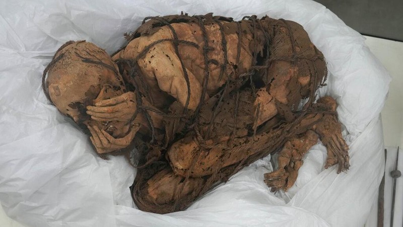 A mummy from 800-1200 AD is displayed at San Marcos University in Lima, Peru, Tuesday, Dec. 7, 2021. According to archeologists, the mummy was buried with its hands covering its face and wrapped with rope in Cajamarquilla, near Peru's Capital. (AP Photo/Martin Mejia)