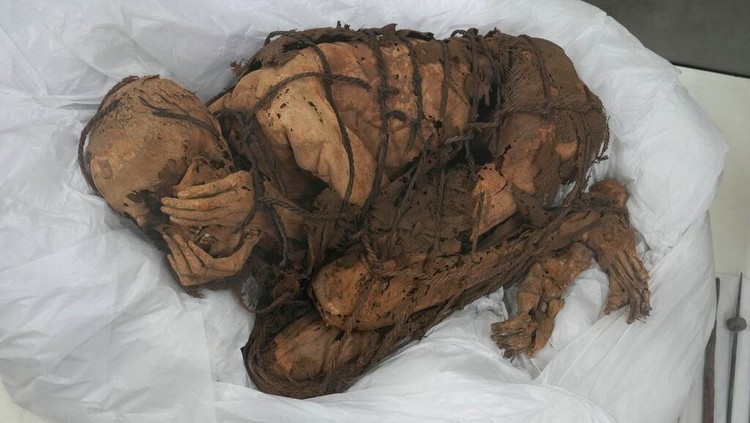 Tengok Lebih Dekat Mumi yang Seluruh Badannya Terikat A mummy from 800-1200 AD is displayed at San Marcos University in Lima, Peru, Tuesday, Dec. 7, 2021. According to archeologists, the mummy was buried with its hands covering its face and wrapped with rope in Cajamarquilla, near Perus Capital. (AP Photo/Martin Mejia)