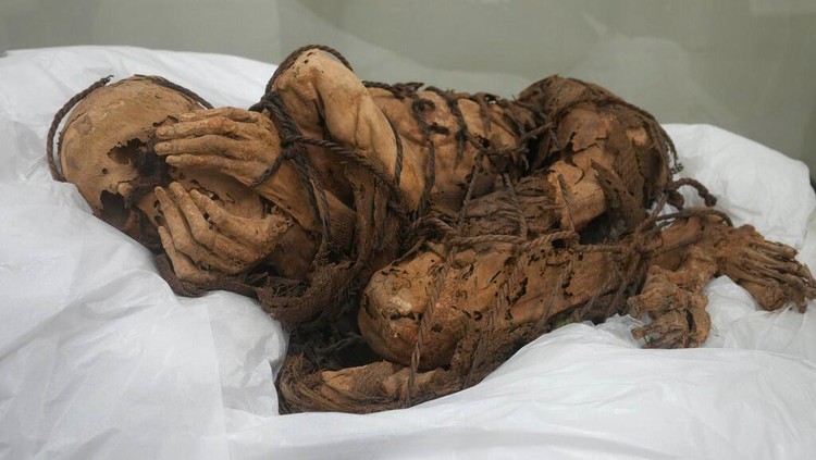 Tengok Lebih Dekat Mumi yang Seluruh Badannya Terikat A mummy from 800-1200 AD is displayed at San Marcos University in Lima, Peru, Tuesday, Dec. 7, 2021. According to archeologists, the mummy was buried with its hands covering its face and wrapped with rope in Cajamarquilla, near Perus Capital. (AP Photo/Martin Mejia)