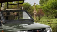 Padahal sebelumnya, wisata safari negara itu telah terpukul keras oleh pandemi COVID-19 yang berkepanjangan.