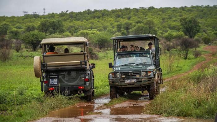 Tebogo Masiu, dan Smagele Twala, kiri, melakukan permainan drive yang dipimpin oleh pemilik Tamboti Bush Lodge Fred Plachesi di cagar alam Dinokeng dekat Hammanskraal, Afrika Selatan Minggu 5 Desember 2021. Larangan perjalanan baru-baru ini diberlakukan di Afrika Selatan dan negara-negara tetangga sebagai Hasil penemuan varian omicron di Afrika selatan telah memukul bisnis safari negara itu, yang sudah terpukul keras oleh pandemi. (Foto AP/Jerome Delay)