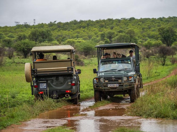 Wisata Safari Afrika Selatan Makin Sepi Gegara Omicron