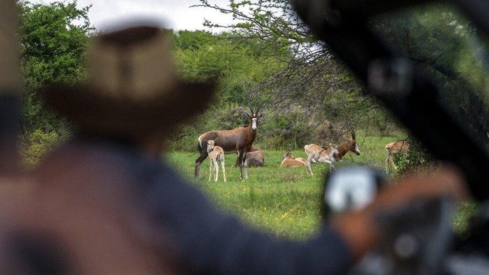 Tebogo Masiu, dan Smagele Twala, kiri, melakukan permainan drive yang dipimpin oleh pemilik Tamboti Bush Lodge Fred Plachesi di cagar alam Dinokeng dekat Hammanskraal, Afrika Selatan Minggu 5 Desember 2021. Larangan perjalanan baru-baru ini diberlakukan di Afrika Selatan dan negara-negara tetangga sebagai Hasil penemuan varian omicron di Afrika selatan telah memukul bisnis safari negara itu, yang sudah terpukul keras oleh pandemi. (Foto AP/Jerome Delay)